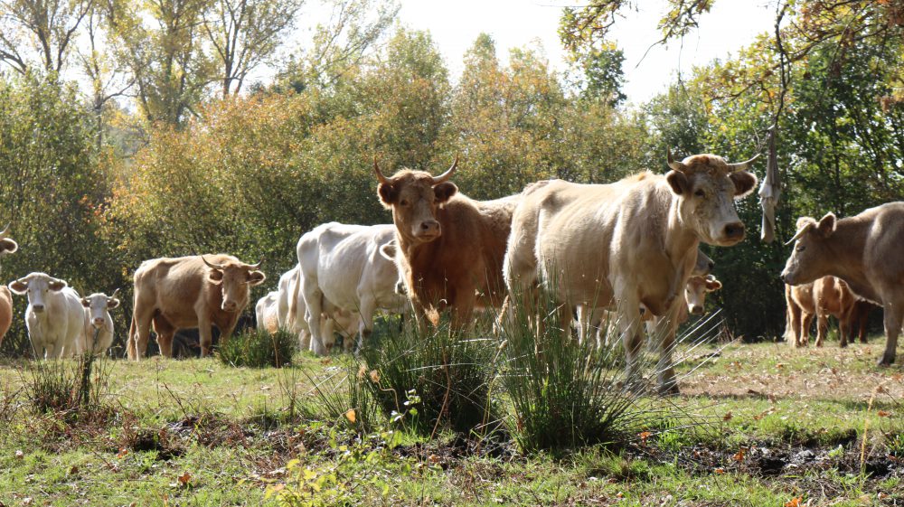 Desmontando mitos contra la ganadería extensiva